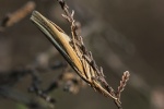 Gestreifter Grasznsler (Agriphila tristella)