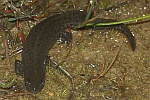 Kammmolch (Triturus cristatus)