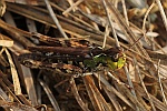 Gefleckte Keulenschrecke (Myrmeleotettix maculatus)