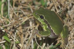 Laubfrosch (Hyla arborea)
