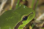 Laubfrosch (Hyla arborea)