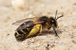 Gemeine Sandbiene (Andrena flavipes)