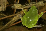 Laubfrosch (Hyla arborea)