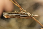 Gestreifter Grasznsler (Agriphila tristella)