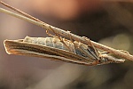 Gestreifter Grasznsler (Agriphila tristella)