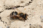 Gemeine Sandbiene (Andrena flavipes)