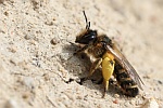 Gemeine Sandbiene (Andrena flavipes)
