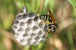 Haus-Feldwespe (Polistes dominula)