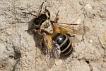 Gemeine Sandbiene (Andrena flavipes)