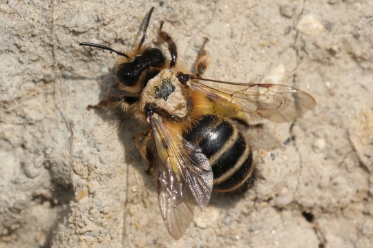 Bild d9544 Gemeine Sandbiene (Andrena flavipes) in hherer Auflsung anzeigen