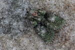 Dunkelgr�ne Flechteneule (Cryphia algae)