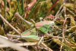Warzenbeier (Decticus verrucivorus)