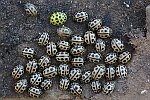 Sechzehnpunkt-Marienkfer (Tytthaspis sedecimpunctata)
