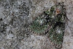 Dunkelgr�ne Flechteneule (Cryphia algae)