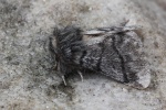 Eichenprozessionsspinner (Thaumetopoea processionea)