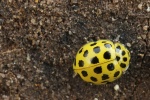 Zweiundzwanzigpunkt-Marienkäfer (Psyllobora vigintiduopunctata)