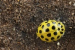 Zweiundzwanzigpunkt-Marienkfer (Psyllobora vigintiduopunctata)