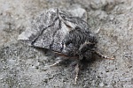 Eichenprozessionsspinner (Thaumetopoea processionea)