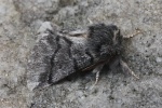 Eichenprozessionsspinner (Thaumetopoea processionea)