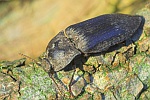 Mausgrauer Schnellkäfer (Adelocera murina)