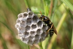 Haus-Feldwespe (Polistes dominula)