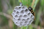 Haus-Feldwespe (Polistes dominula)