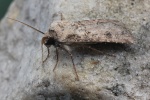 Saateule (Agrotis segetum)