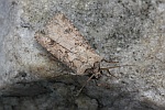 Saateule (Agrotis segetum)