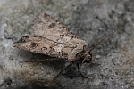 Saateule