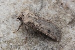 Saateule (Agrotis segetum)