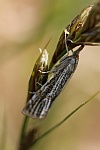 Zünsler Thisanotia-chrysonuchella (Thisanotia chrysonuchella)