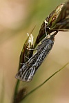 Znsler Thisanotia-chrysonuchella (Thisanotia chrysonuchella)