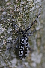 Leiterbock (Saperda scalaris)