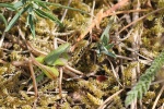 Warzenbeier (Decticus verrucivorus)