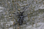 Leiterbock (Saperda scalaris)