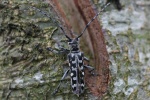 Leiterbock (Saperda scalaris)