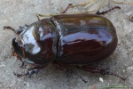 Nashornk�fer (Oryctes nasicornis) - M�nnchen