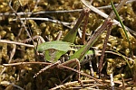 Warzenbeier (Decticus verrucivorus)