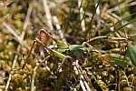 Warzenbeier (Decticus verrucivorus)