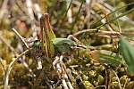 Warzenbeier (Decticus verrucivorus)