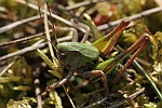 Warzenbeier (Decticus verrucivorus)
