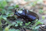 Nashornk�fer (Oryctes nasicornis) - M�nnchen