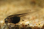 Rotbauchunke (Bombina bombina)