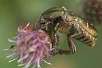 Kupfer-Rosenkfer (Protaetia cuprea)