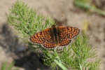 Wegerich-Scheckenfalter (Melitaea cinxia)