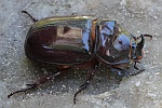 Nashornk�fer (Oryctes nasicornis) - M�nnchen