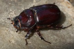 Nashornk�fer (Oryctes nasicornis) - M�nnchen