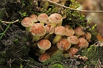 Ziegelroter Schwefelkopf (Hypholoma lateritium)