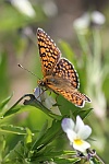 Wegerich-Scheckenfalter (Melitaea cinxia)