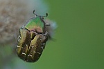 Rosenkäfer (Protaetia metallica)